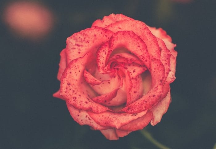 pink red rose tiles inspiration
