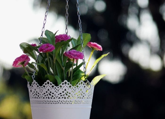 hanging garden plant in pot