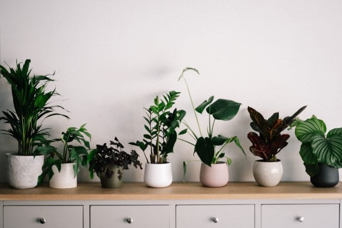 eco friendly decor: house plants